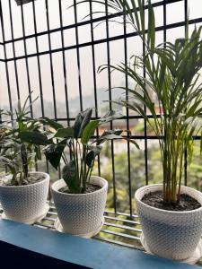 three potted plants sitting on a window sill at Serene Cove Homestay in Dispur