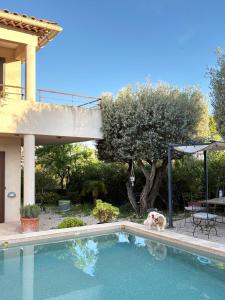 a dog is sitting next to a swimming pool at Pitch Provence B&B in Ollioules