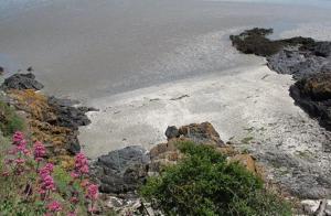 a view of a beach with pink flowers at Centre-ville de Saint-Brieuc in Saint-Brieuc
