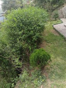 a bush on the side of a yard at Saura place Homestay in Nagarkot