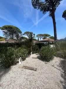 a garden with a palm tree and a house at Californian style chalet in Gassin