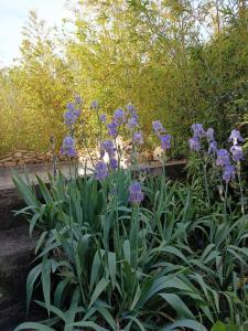 a bunch of purple flowers in a garden at Chambre chez l'habitant les garrigues in Piolenc +36 photos