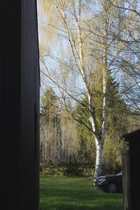 a tree in a yard with a car parked next to it at Tiny House für Naturliebhaber & Entdecker in Brand