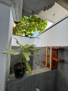 a plant in a pot sitting on a ledge at Robbo's Surfcamp in Arugam Bay
