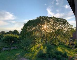 a tree in a field with a bench under it at Sonnenhügel in Neu Karin