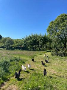 a group of chickens walking in a field at Sonnenhügel in Neu Karin