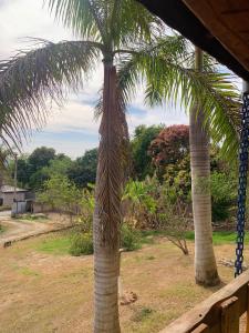 a palm tree with a net hanging from it at Chácara do Neno in Limeira