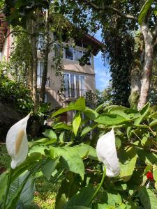 a plant with white flowers in front of a building at Misty Edge Hanthana in Kandy +3 photos