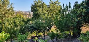 a group of trees and bushes in a garden at Green cabin in our small garden in Arruda dos Vinhos