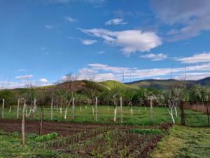 a field with a bunch of trees in a field at Nia's Guesthouse in Zemo Alvani
