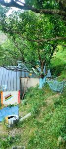 a tree sitting in the grass next to a building at Ambar Cottage in Kullu Manali