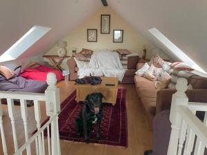 a dog sitting on a rug in a living room at Little Owl in Saltash +1 photo