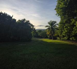 a green field with a palm tree in the distance at Starlit Jasmine in Christiansted +4 photos