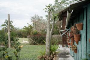 a palm tree next to a house with potted plants at Casinha à beira do arroio in Pelotas