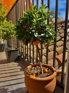 a small orange tree in a pot on a balcony at Casa Natali in Fuengirola +19 photos