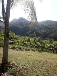 a palm tree with a mountain in the background at Bella Serra in Iporanga +1 photo
