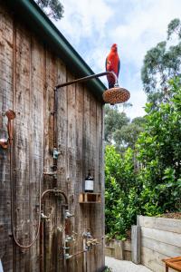 a red bird is sitting on a bird bath at Surf Haven in Lorne