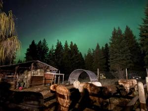 a group of lions sitting on a fence at night at Ellison Funny Farm in Barrière