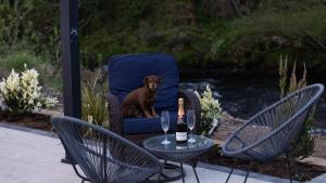 a dog sitting in a chair next to a table at The Bleach Green Cottage in Drumahoe