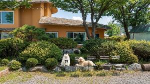 two dogs sitting on a bench in front of a house at Daebudo Banditbul Pension in Ansan