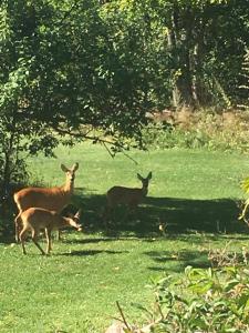 a group of deer standing in a field at kirsikkaranta 1 in Pargas