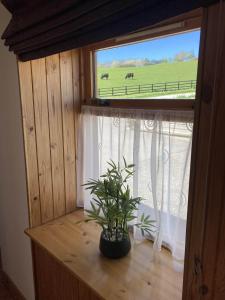 a plant sitting on a window sill next to a window with a horse at The Bothy in Lumphanan +18 photos