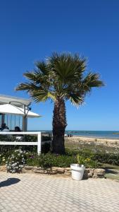 a palm tree on the beach next to the ocean at Villetta di Laura in Villa San Leonardo