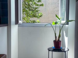 a plant sitting on a table next to a window at Superbe appartement spacieux, calme, central in Toulon