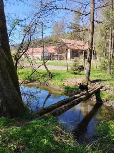 a cat standing on a log in a creek at Apartmán Štrobl in Borovany
