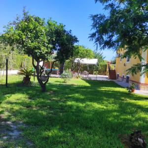 a yard with a tree and a building at Eva luna san juan in Alicante +7 photos