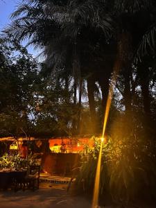 a palm tree in front of a restaurant at night at Shashamani Écolodge Abéné Kafountine in Diana