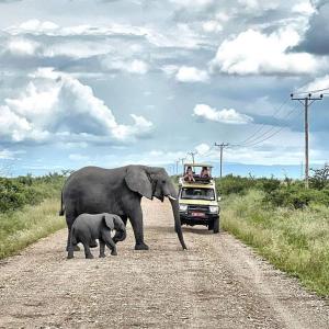 a large elephant and a baby elephant crossing a dirt road at Haven Guest House in Kasese
