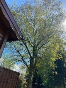 a large tree standing next to a house at Fernleys Place in Trawsfynydd