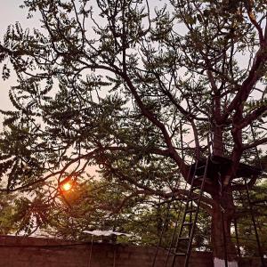 a tree with a ladder in the middle of it at OrchardNest in Moinabad