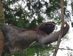 a sloth hanging from a tree at Club Fred in Punta Mala