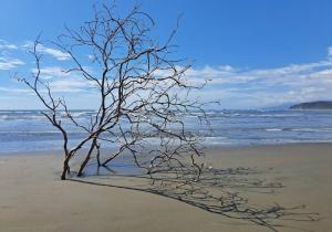 a tree in the sand on a beach at Club Fred in Punta Mala