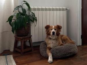 a dog laying on a dog bed next to a radiator at Raízes da Serra - Casa Lapa in Lapa dos Dinheiros