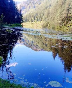 a view of a river in the middle of a forest at Sukun Hostel in Sainj