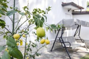 a lemon tree in a yard with a chair at Appartamenti Federica 12T in Milano Marittima
