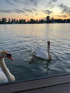 two swans swimming in a lake at sunset at Splav Sava in Ostružnica