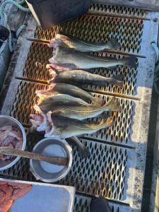 a bunch of fish are cooking on a grill at Strand huset in Hitra