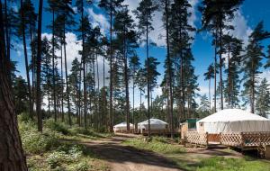 a row of tents in a forest with trees at Yurtos in Gaugariai