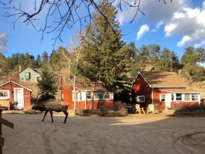 a moose walking down a road in front of houses at Colorado Cottages in Estes Park