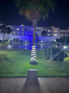 a palm tree in a park at night at corniche d or piscine ferme le lundi in Mohammedia