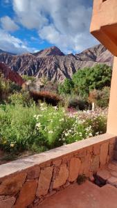 a field of flowers with mountains in the background at Tinkunaco in Purmamarca
