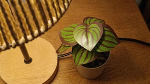 a green plant in a pot on a table at Liège City break in Liège