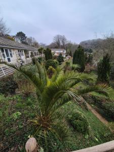 a palm tree in a yard next to a house at Westcliffe chalets channel view in Niton