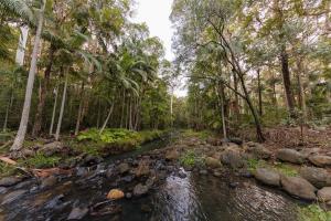 a stream in the middle of a forest with trees at Cedar Creek Falls by Tiny Away in Mount Tamborine
