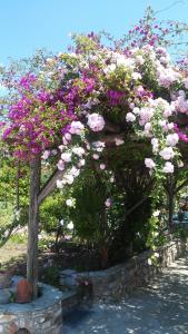 a bunch of pink and white flowers in a garden at Maniatis Garden in Achladies
