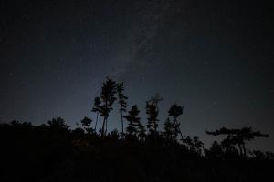 a group of trees under a starry sky at night at 金木犀 in Kesennuma +10 photos